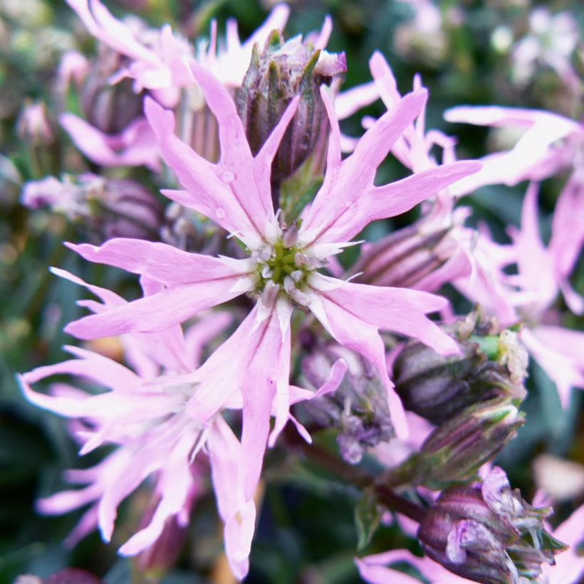 Lychnis flos-cuculi 'Nana' / P9