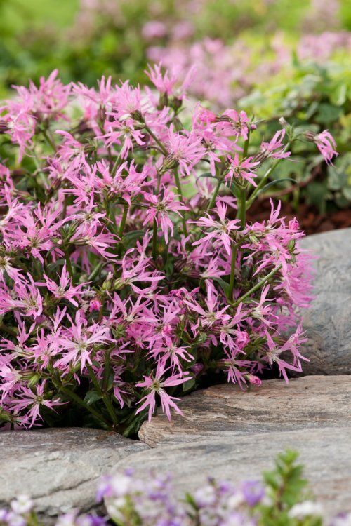 Lychnis flos-cuculi 'Nana' / P9 - Image 2