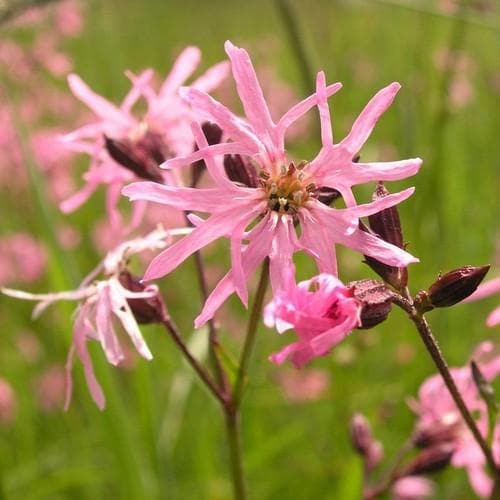 Lychnis flos-cuculi P9