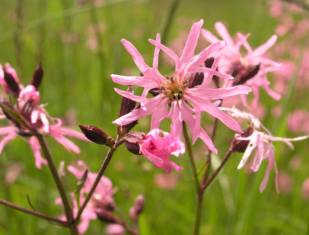 Lychnis flos-cuculi P9 - Image 2