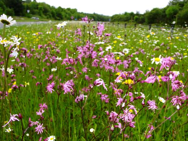 Lychnis flos-cuculi P9 - Image 3
