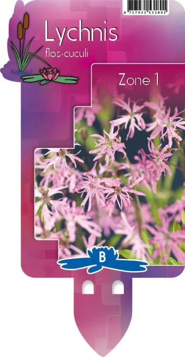 Lychnis flos-cuculi P9 - Image 4