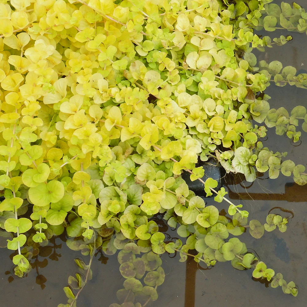 Lysimachia num. 'Aurea' P9