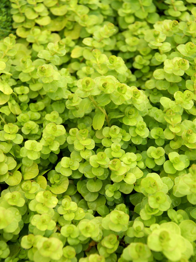 Lysimachia num. 'Aurea' P9 - Image 2