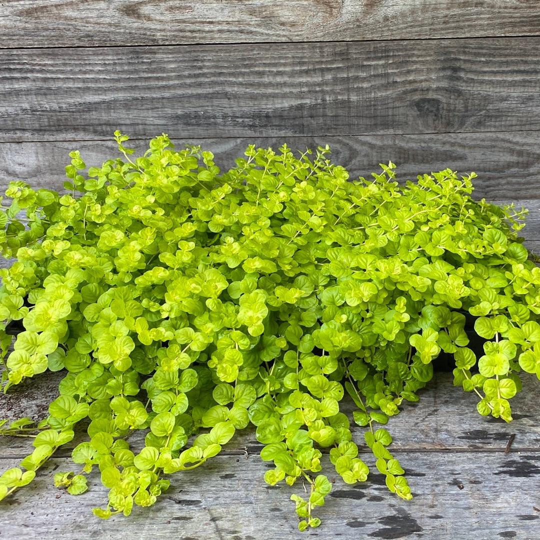 Lysimachia num. 'Aurea' P9 - Image 3
