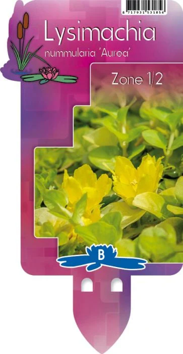 Lysimachia num. 'Aurea' P9 - Image 5