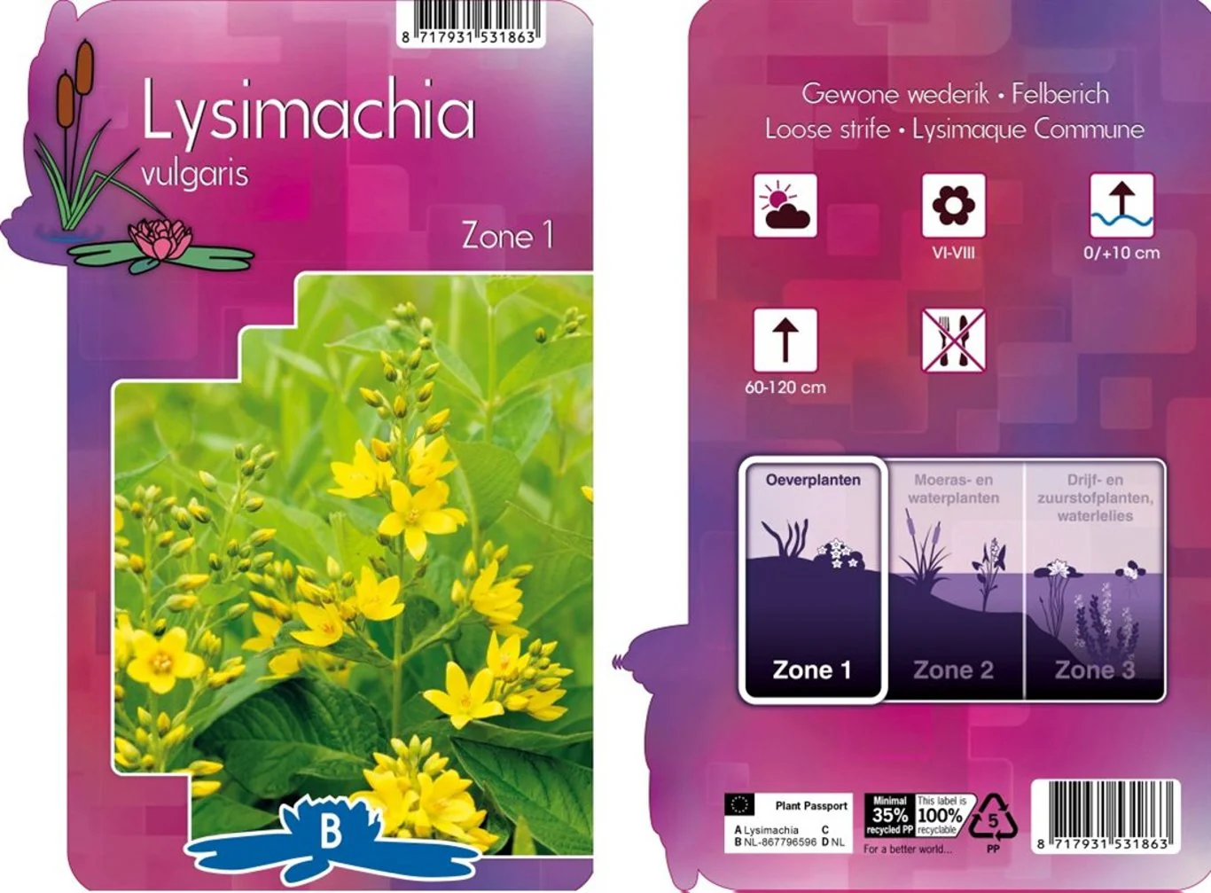 Lysimachia vulgaris P9
