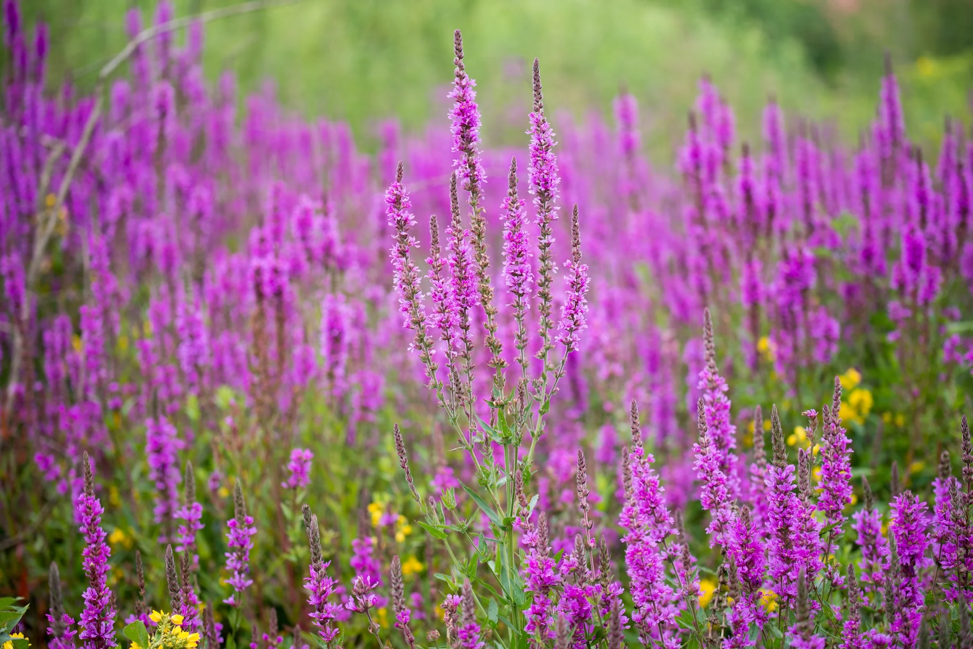 Lythrum salicaria 'Robin' | Purple Loosestrife (2 Litre) - Image 2
