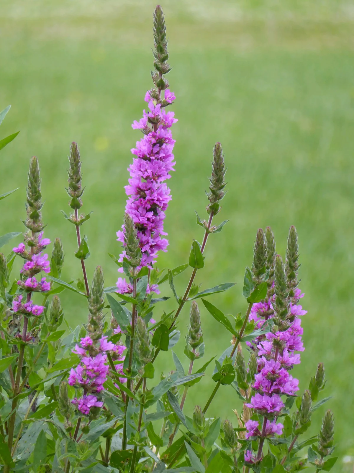 Lythrum salicaria 'Robin' | Purple Loosestrife (2 Litre) - Image 3