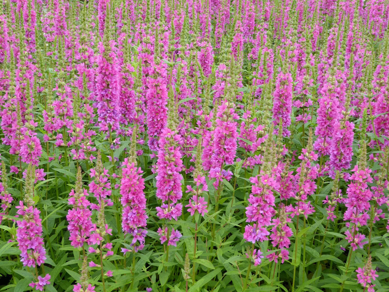 Lythrum salicaria 'Robin' | Purple Loosestrife (2 Litre) - Image 4