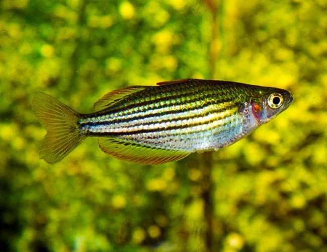 Maccullochella Rainbowfish (Macculloch’s Rainbowfish)