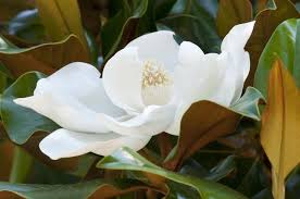Magnolia grandiflora 'Kay Parris' 2 Ltr pot - Image 2