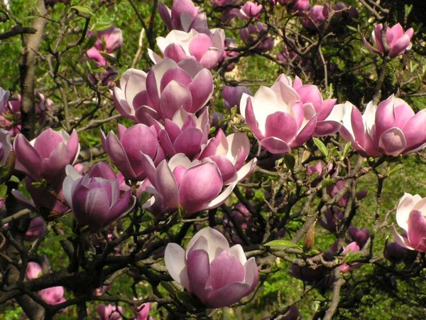Magnolia soulangeana 50-60 CM C4.5 - Image 3