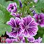 Malva sylvestris Zebrina - Image 2