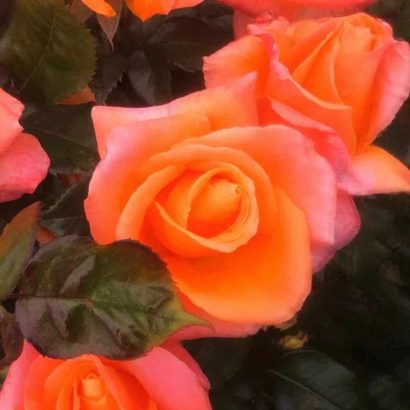 Mamma Mia Hybrid Tea Rose 3.5 Litre - Image 2