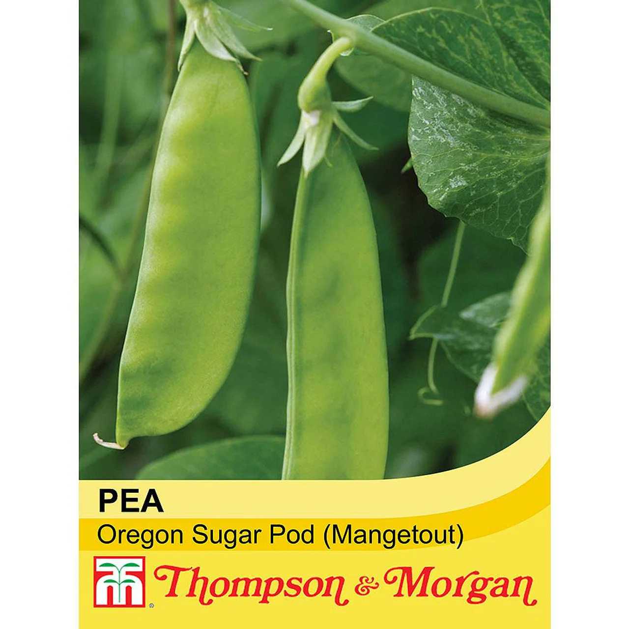 Mangetout Oregon Sugar Pod