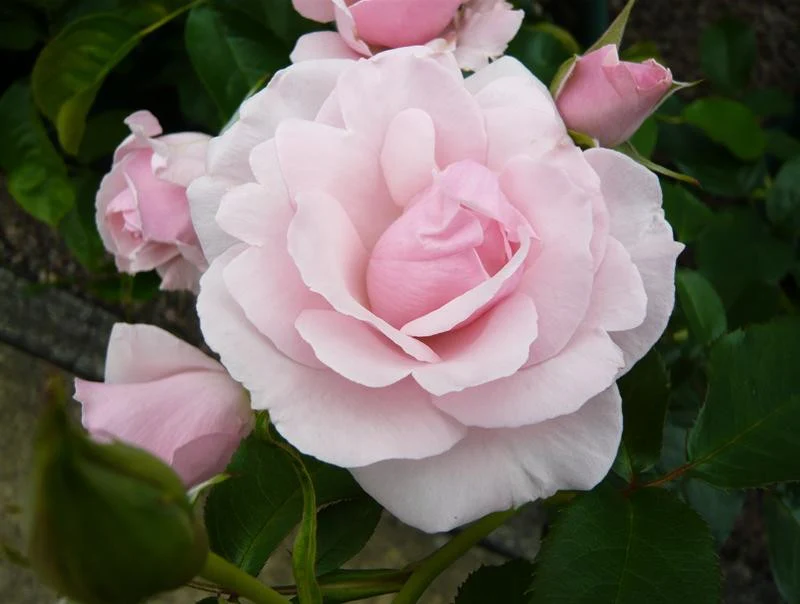 Many Happy Returns Floribunda Rose 3.5 Litre