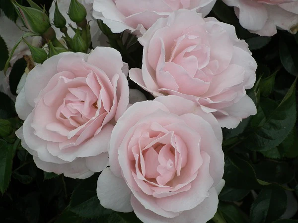 Many Happy Returns Floribunda Rose 3.5 Litre - Image 2