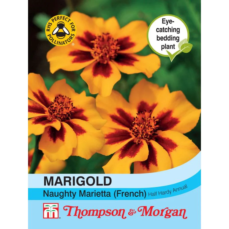 Marigold Naughty Marietta French