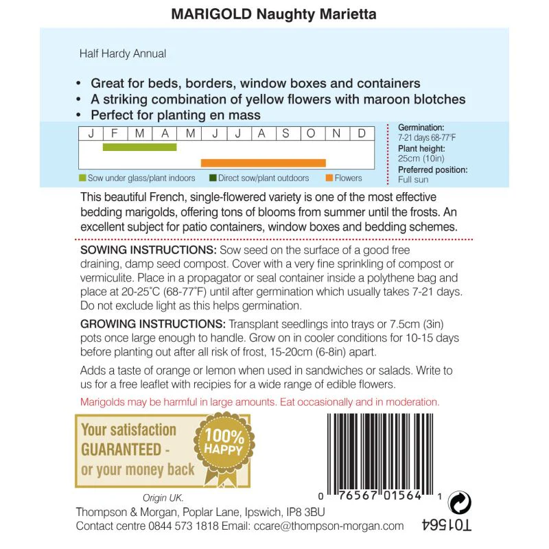 Marigold Naughty Marietta French - Image 2