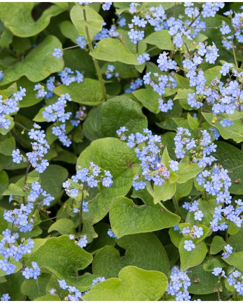 Myosotis pal. 'Semperflorens' | Blue Forget-Me-Not / P9 - Image 2