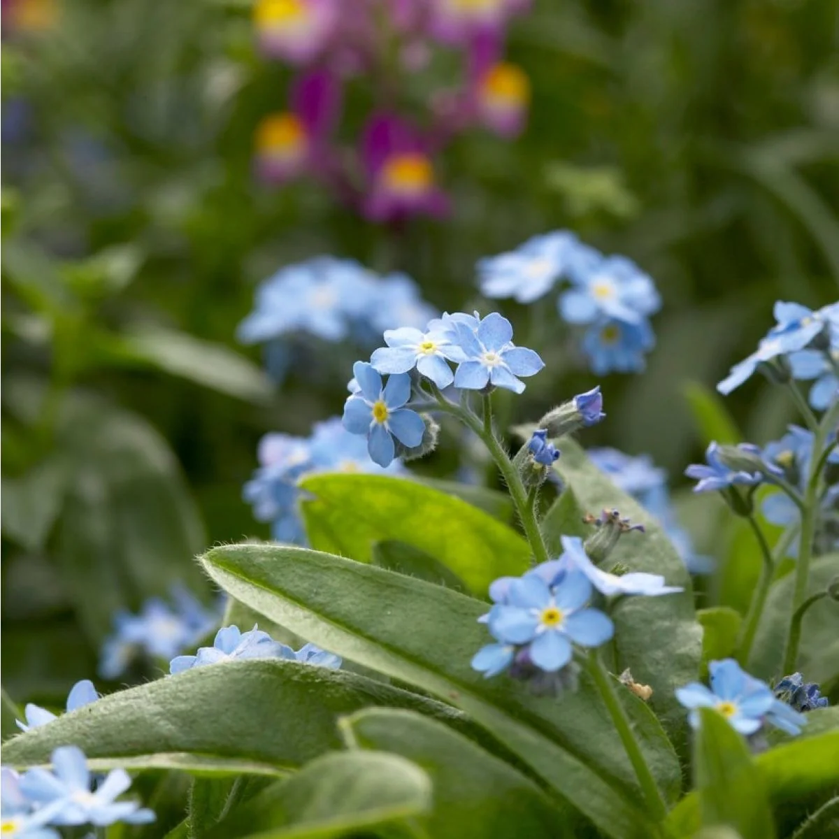 Myosotis pal. 'Semperflorens' | Blue Forget-Me-Not / P9 - Image 3