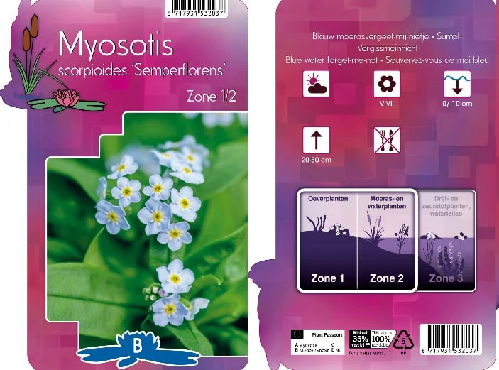 Myosotis pal. 'Semperflorens' | Blue Forget-Me-Not / P9 - Image 4