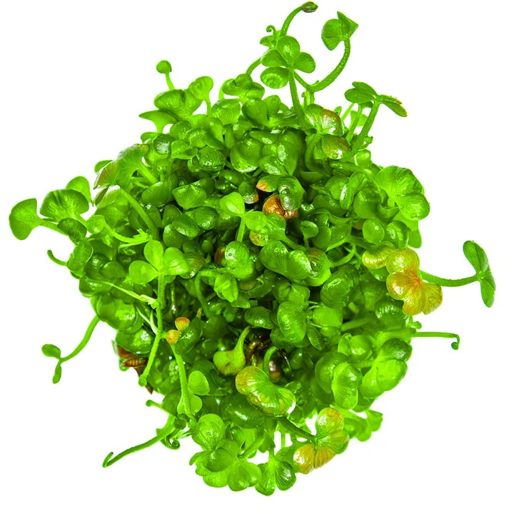Marsilea Hirsuta 1-2 Grow - Image 3