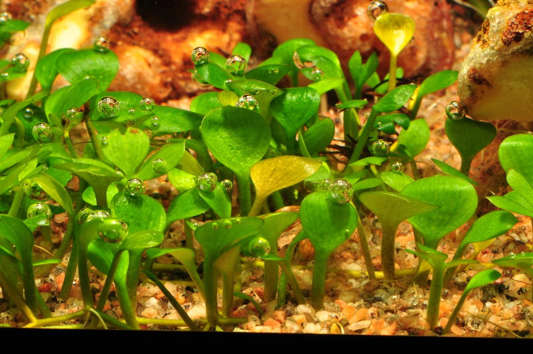 Marsilea Hirsuta 1-2 Grow - Image 4