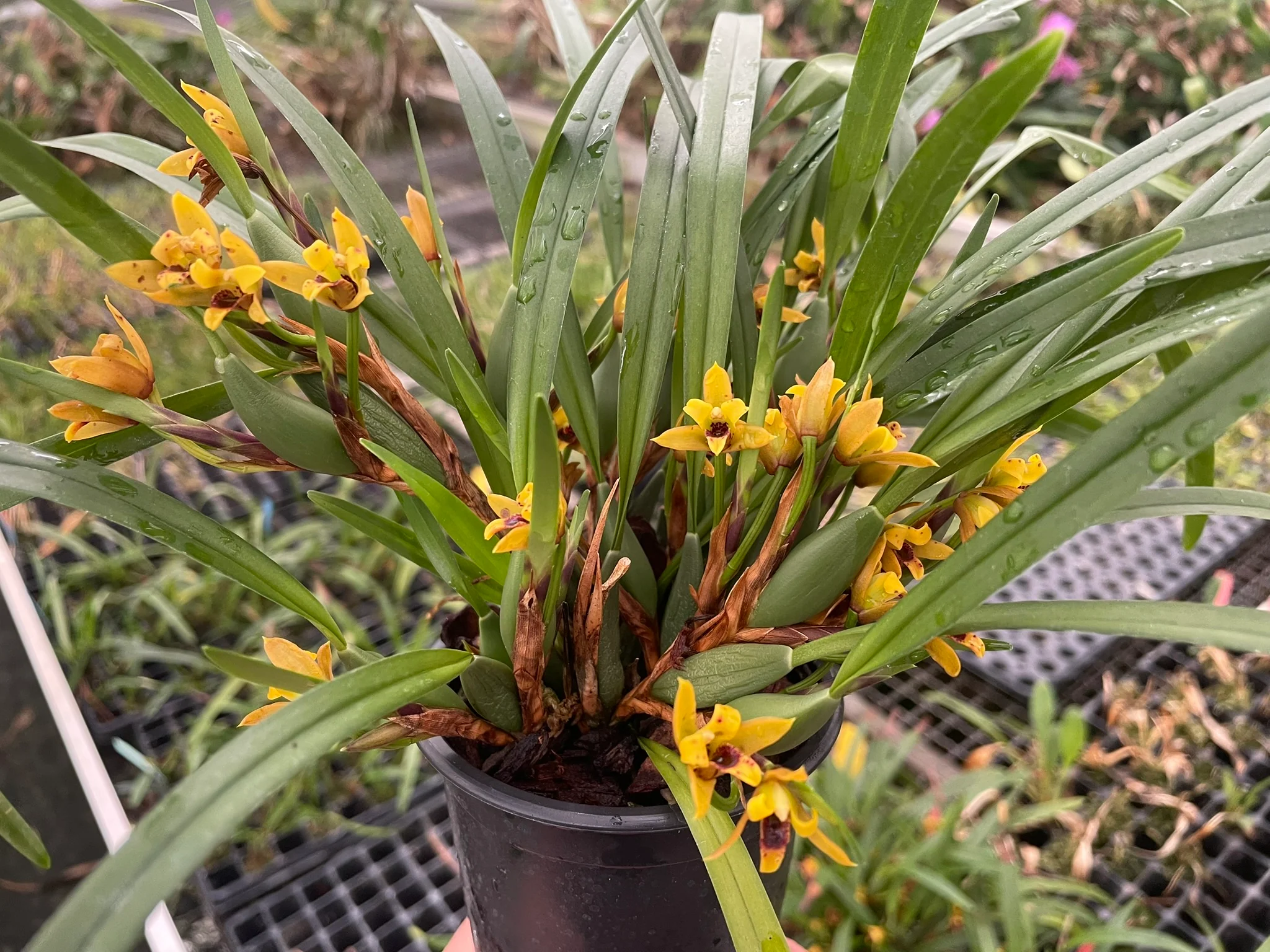 Maxillaria Variabilis Mini