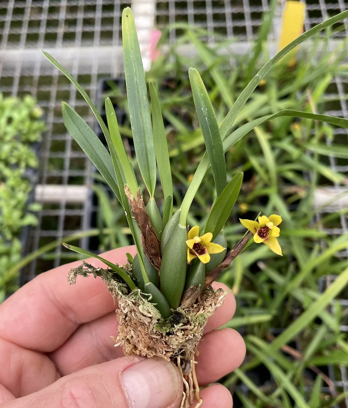 Maxillaria Variabilis Mini - Image 2