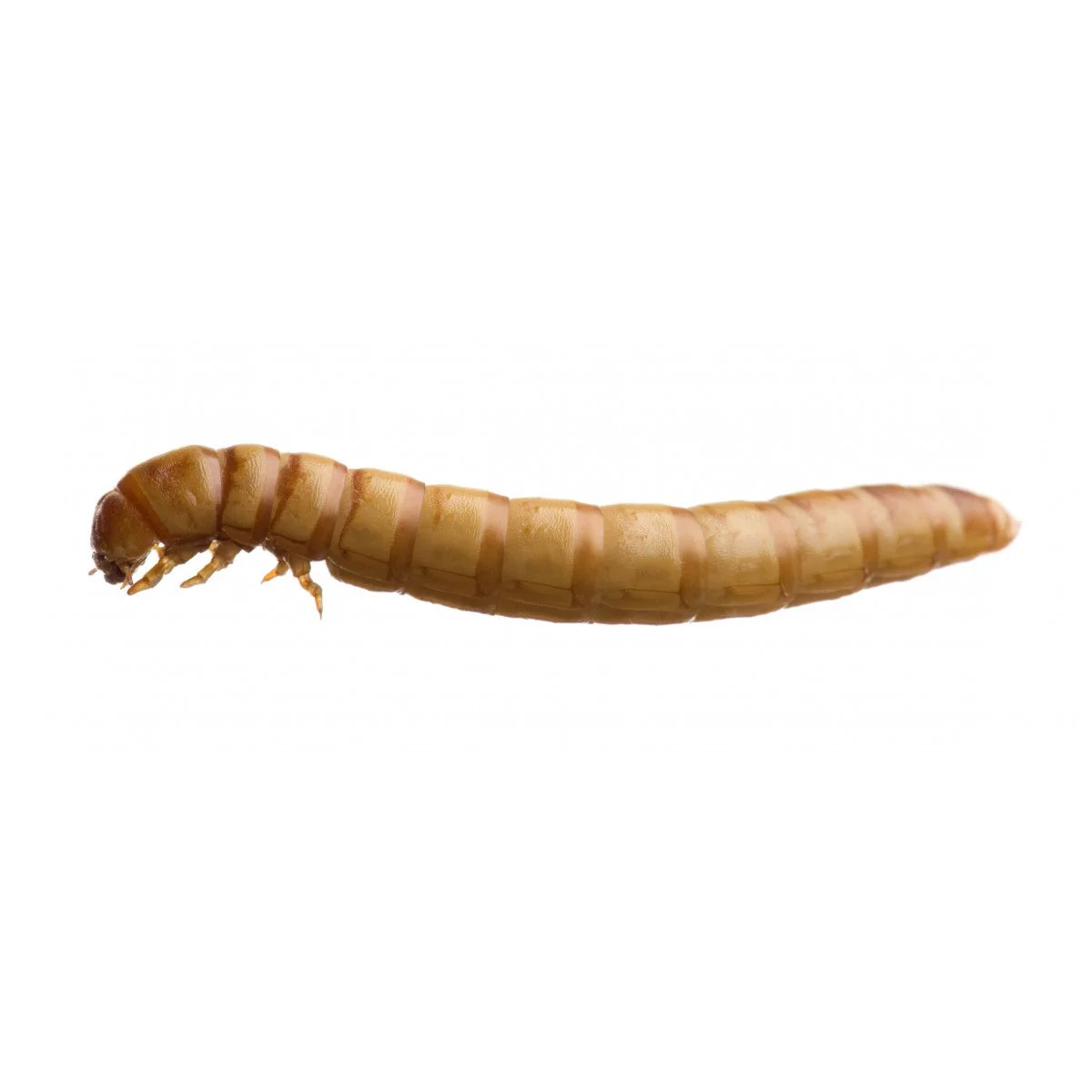 Mealworms Tub