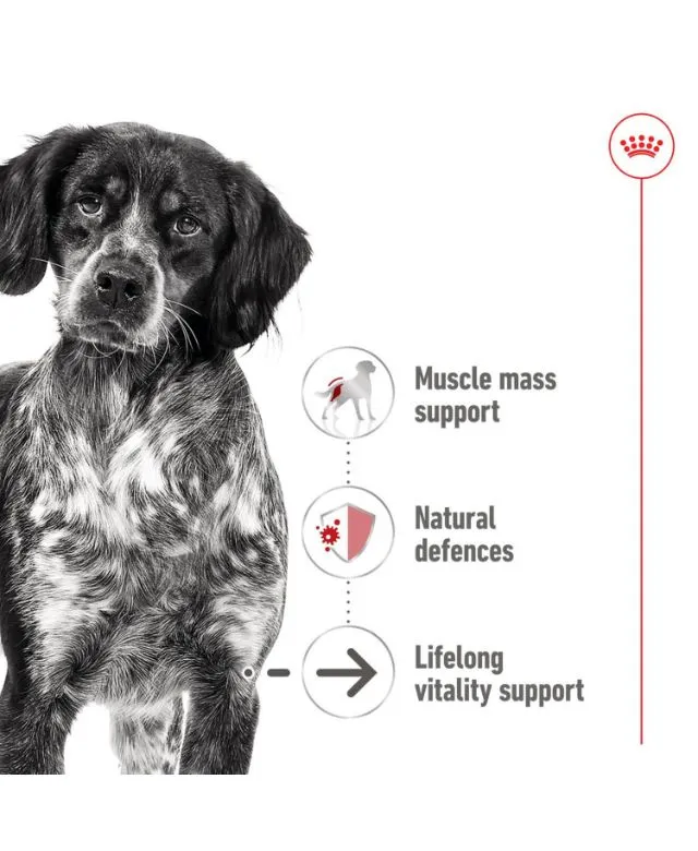 Royal Canin Medium Ageing 7+ Senior Wet Dog Food Cans In Loaf 410g - Image 2