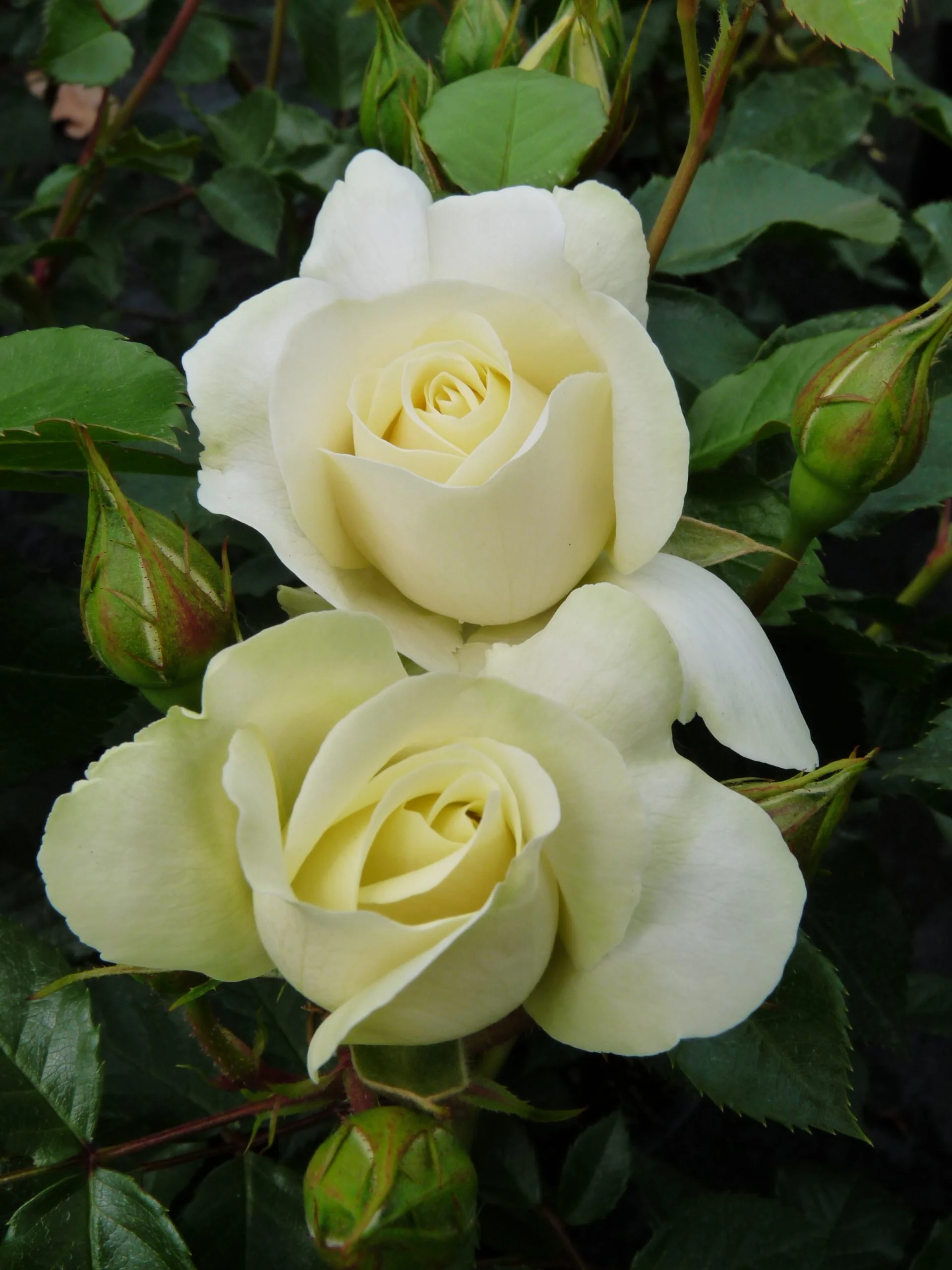 Meilove Standard Rose White 12 Litre - Image 2