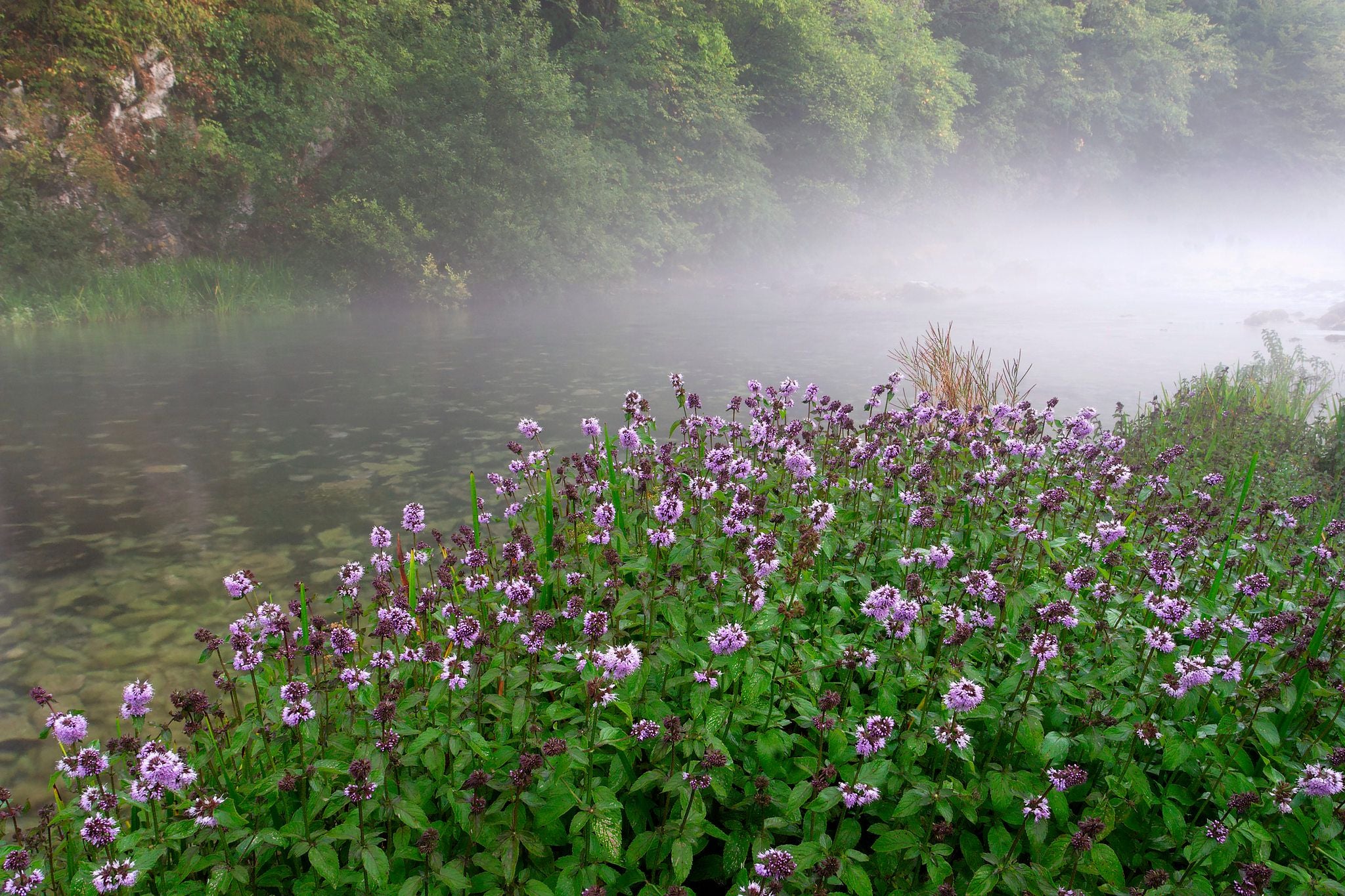 Mentha Aquatica | Water Mint P9 - Image 2