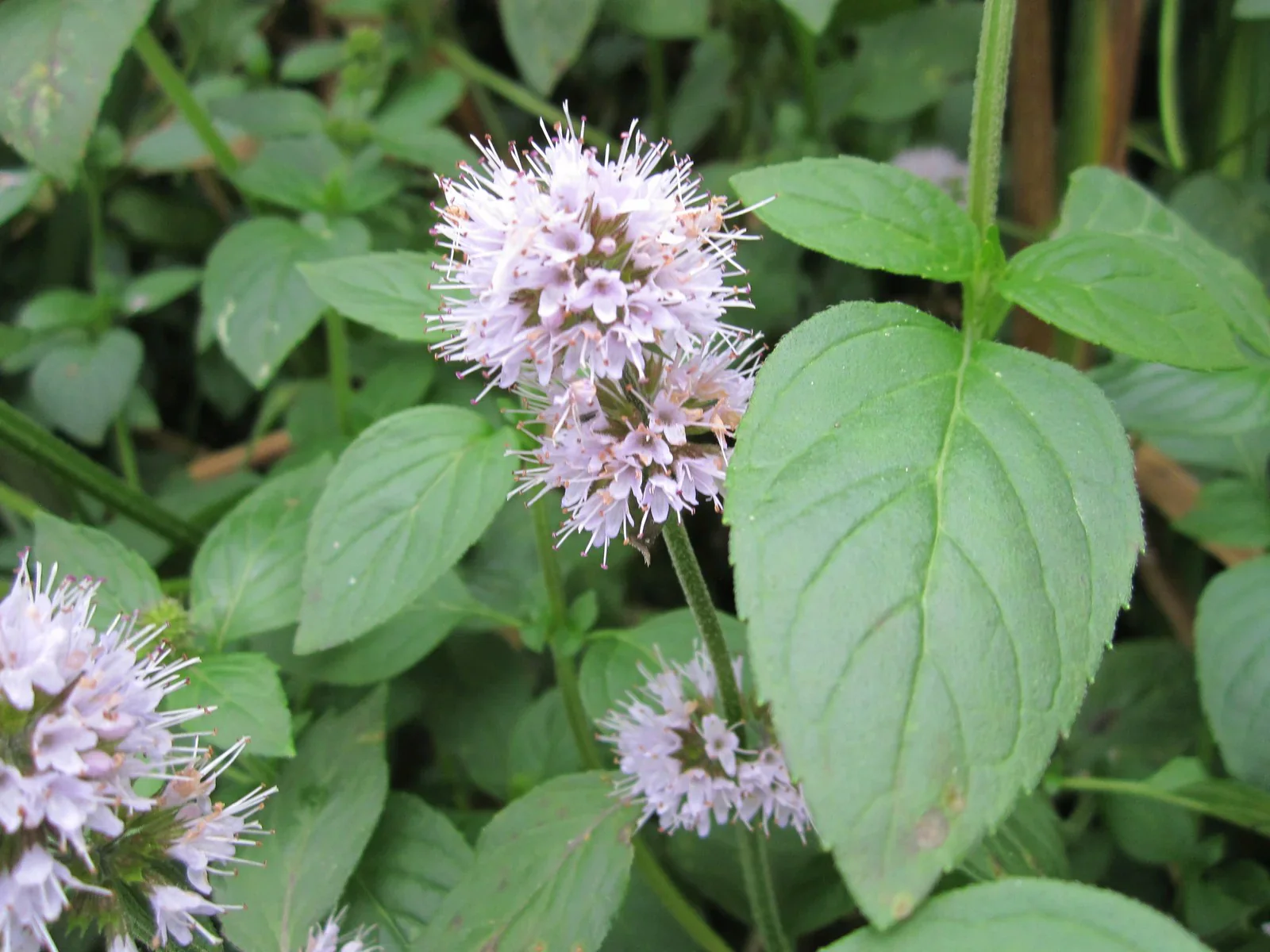 Mentha Aquatica | Water Mint P9 - Image 3