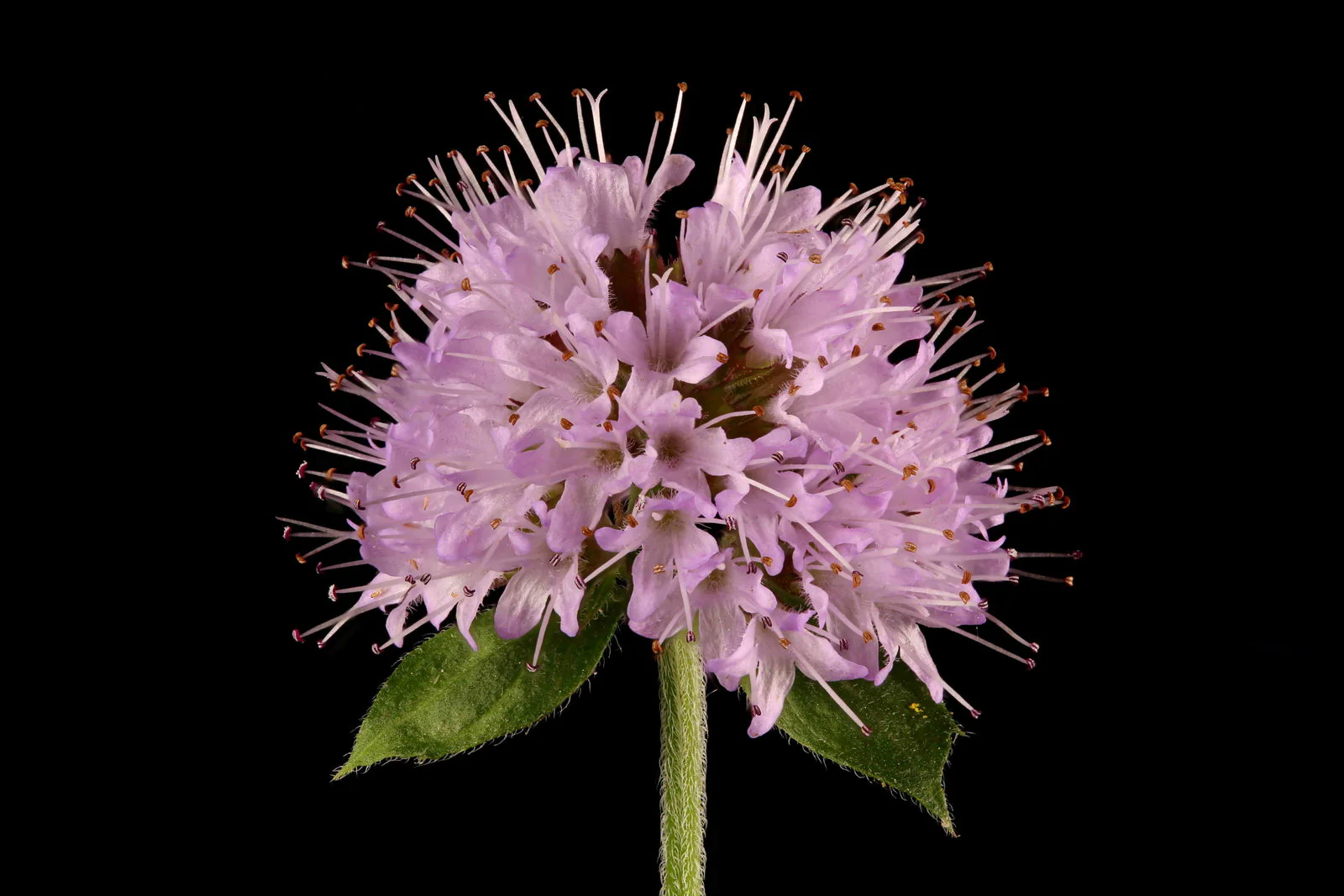 Mentha Aquatica | Water Mint P9 - Image 4