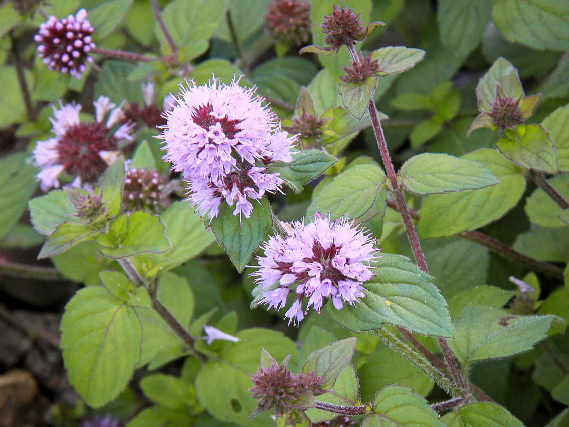 Mentha Aquatica | Water Mint P9 - Image 5