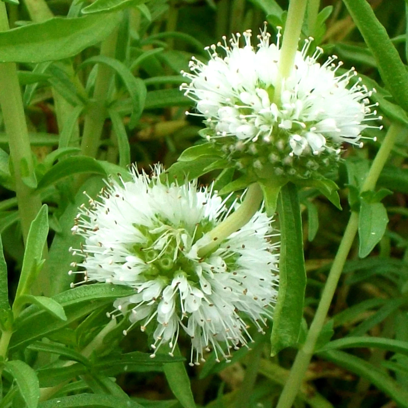 Mentha cervina 'Alba' P9 - Image 2
