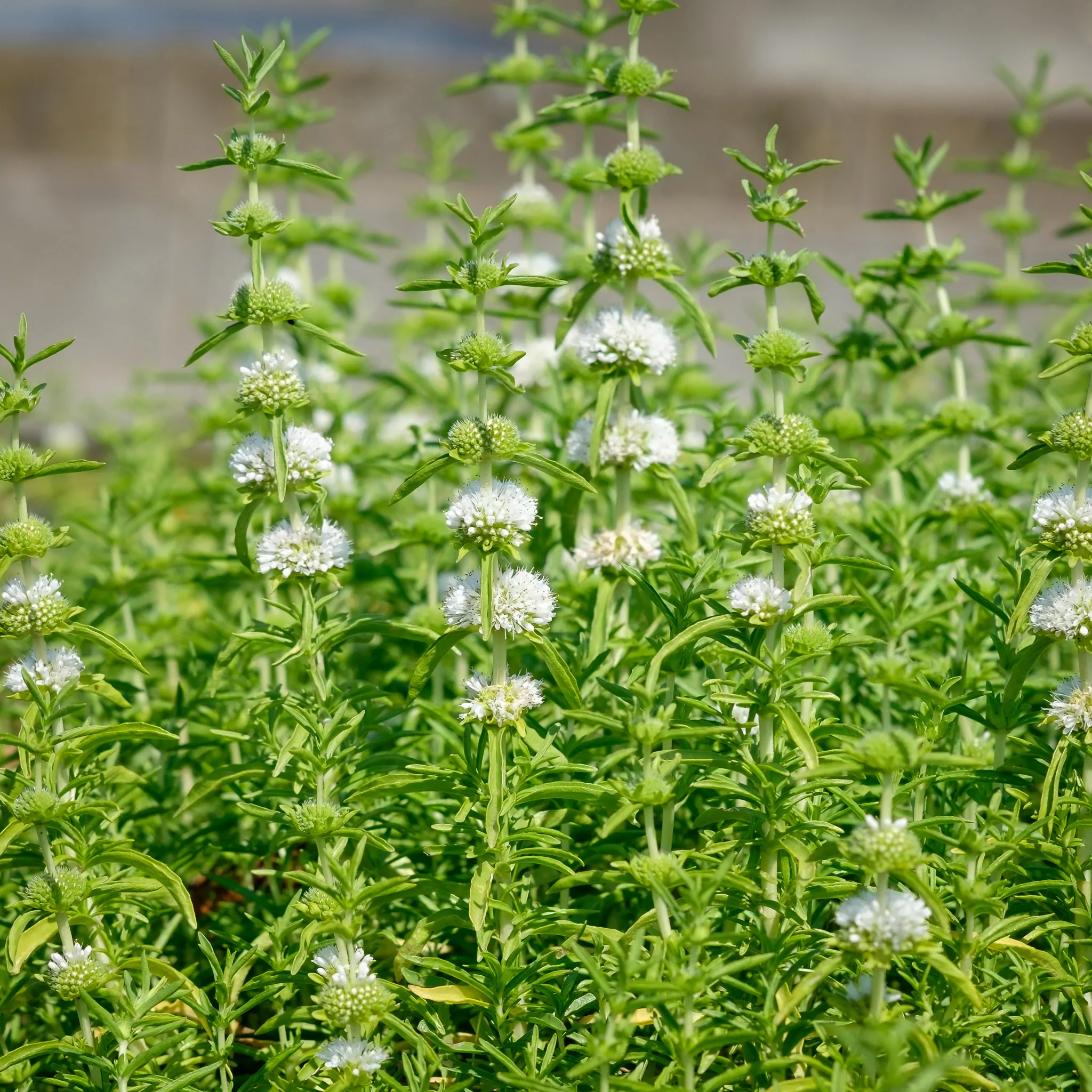 Mentha cervina 'Alba' P9 - Image 3