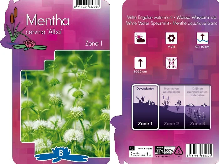 Mentha cervina 'Alba' P9 - Image 4
