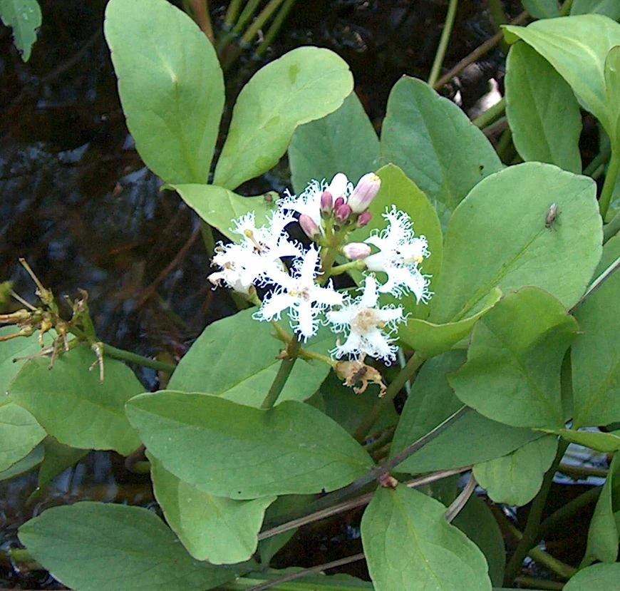 Menyanthes trifoliata | Bogbean P9 - Image 2