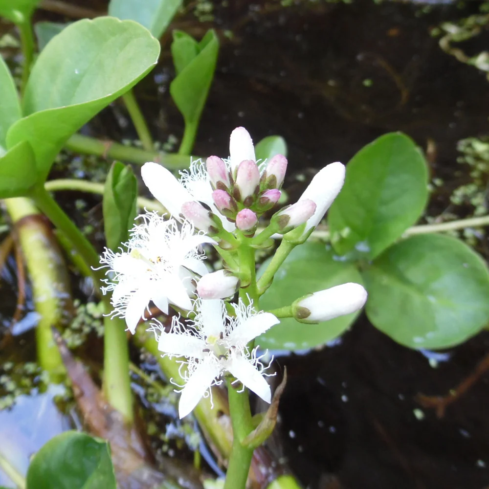 Menyanthes trifoliata | Bogbean P9 - Image 3