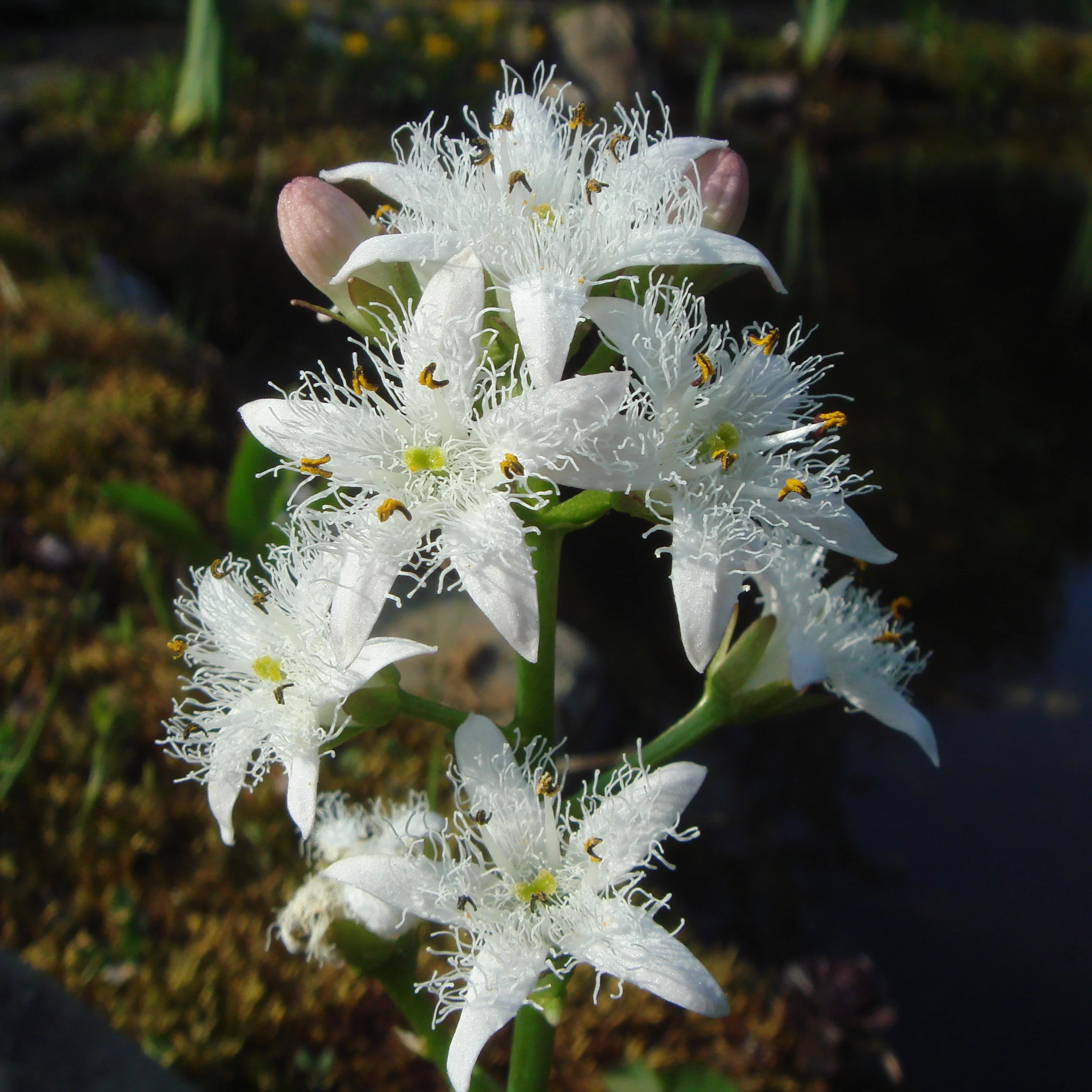 Menyanthes trifoliata | Bogbean P9 - Image 4