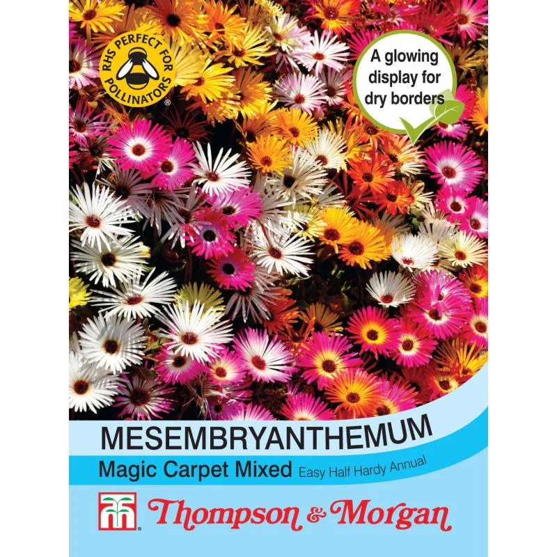 Mesembryanthemum Magic Carpet