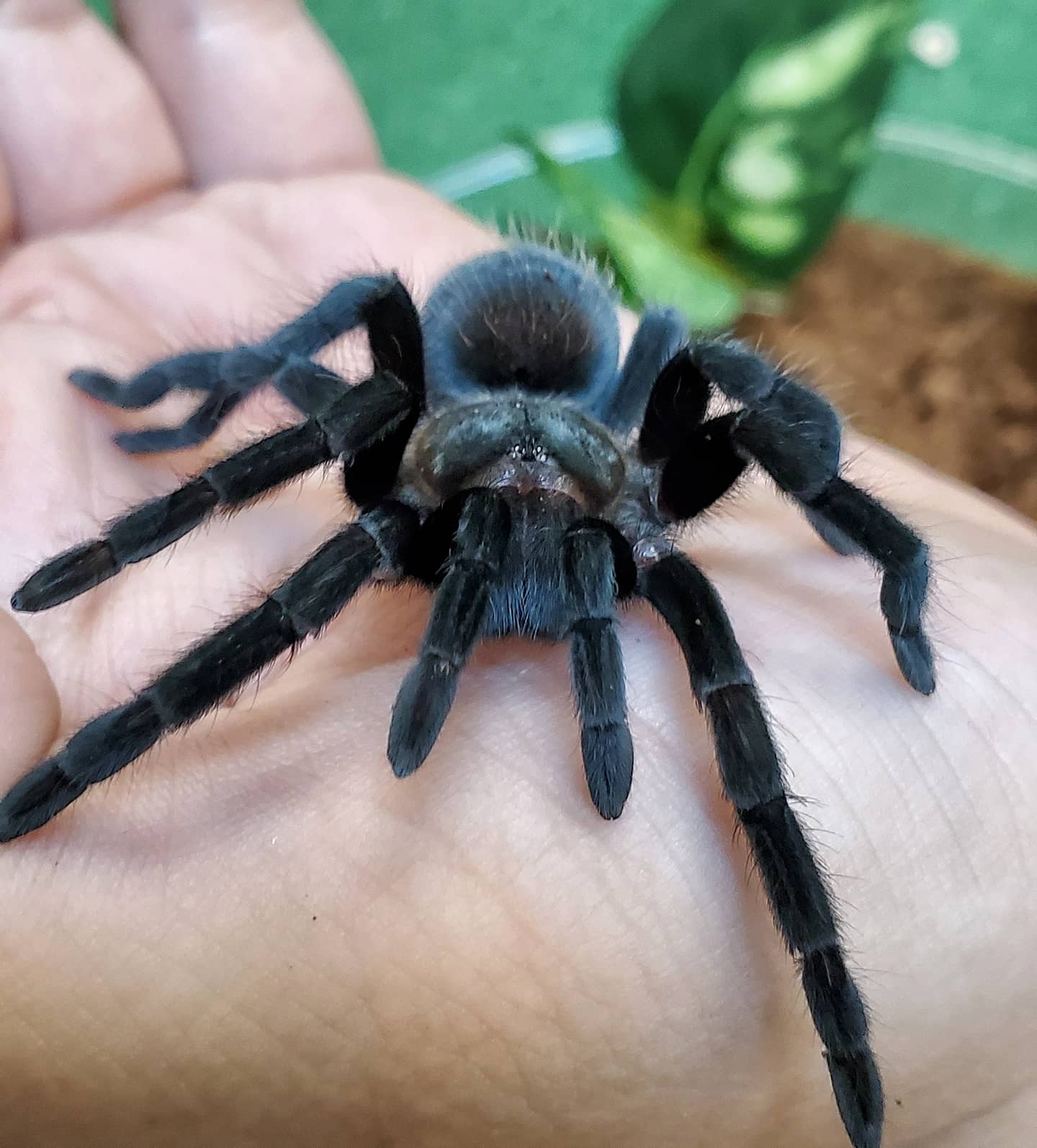 Mexican Black Velvet Tarantula | Tliltocatl (ex. Brachypelma) schroederi (S) - Image 2