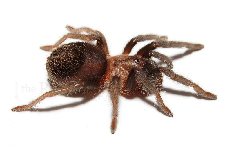 Mexican Black Velvet Tarantula | Tliltocatl (ex. Brachypelma) schroederi (S) - Image 3