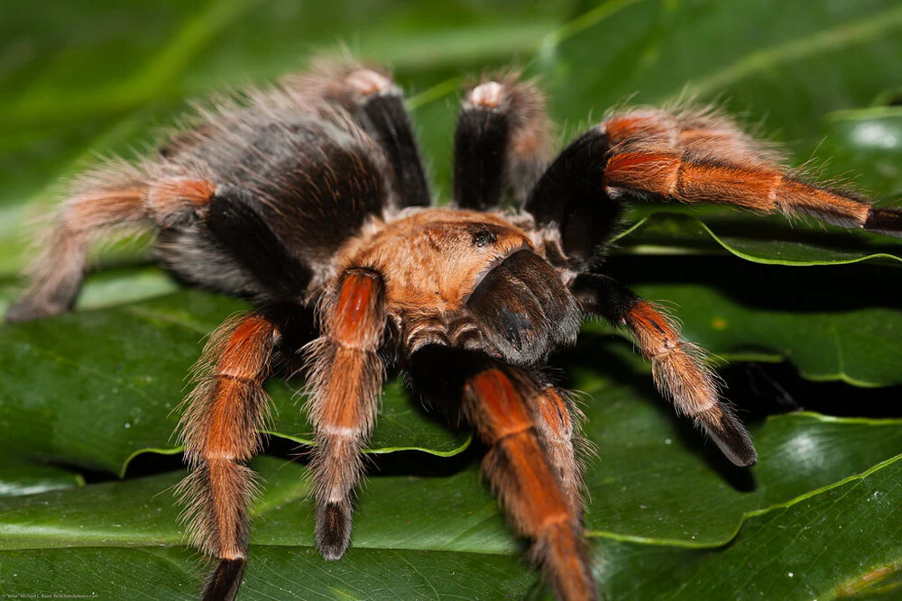 Mexican Fireleg Tarantula | Brachypelma boehmei (Med) - Image 3