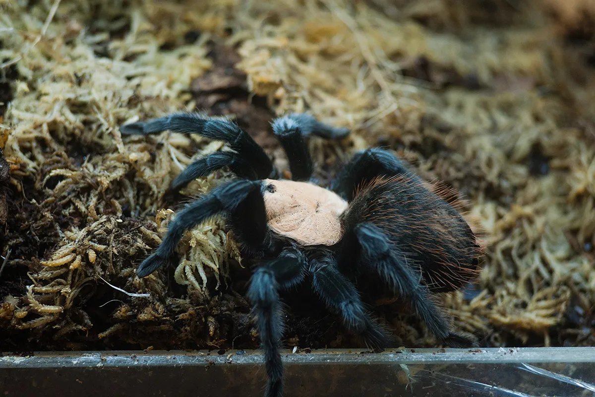 Mexican Golden Red Rump Tarantula | Brachypelma albiceps (Med) - Image 3