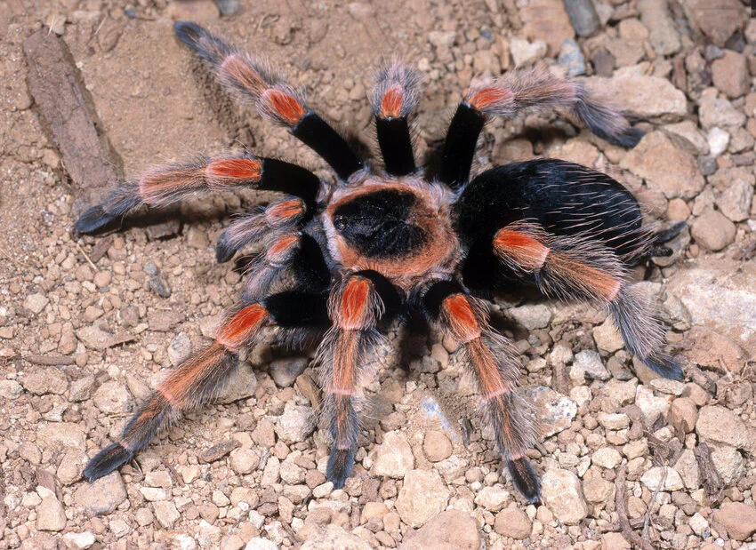 Mexican Orange Beauty Tarantula | Brachypelma baumgarteni (Med) *Rare species*